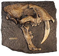 Smilodon skull Cast panel Replica Reproduction