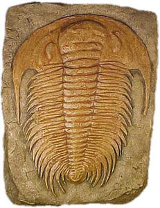 Acadoparacadopdoxides

Trilobite cast replica #T