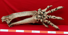 Load image into Gallery viewer, Megalonyx ground sloth arm and hand cast replica
