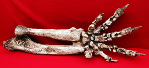 Megalonyx ground sloth arm and hand cast replica