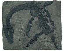 Laden Sie das Bild in den Galerie-Viewer, Plesiosaurus macrocephalus, juvenile Found by Mary Anning marine reptile