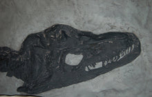 Load image into Gallery viewer, Plesiosaurus macrocephalus, juvenile Found by Mary Anning marine reptile