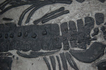 Load image into Gallery viewer, Plesiosaurus macrocephalus, juvenile Found by Mary Anning marine reptile