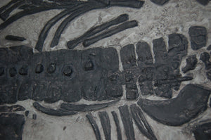 Plesiosaurus macrocephalus, juvenile Found by Mary Anning marine reptile