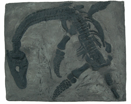 Plesiosaurus macrocephalus, juvenile Found by Mary Anning marine reptile