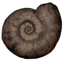 Laden Sie das Bild in den Galerie-Viewer, Ammonite:  Largest Ammonite cast available anywhere