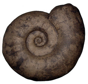 Ammonite:  Largest Ammonite cast available anywhere