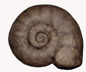 Ammonite:  Largest Ammonite cast available anywhere