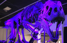Charger l&#39;image dans la galerie, Tinker the T.rex skeleton cast replica T-rex Tinker