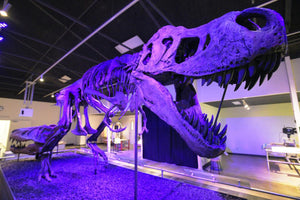 Tinker the T.rex skeleton cast replica T-rex Tinker