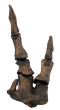 Charger l&#39;image dans la galerie, T-rex adult right hand cast replica