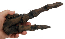 Charger l&#39;image dans la galerie, T-rex adult right hand cast replica