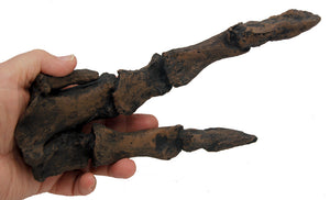 T-rex adult right hand cast replica