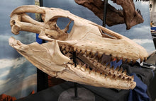 Charger l&#39;image dans la galerie, Mosasaurus Skull cast replica Prognathon with stand
