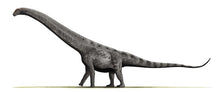 Charger l&#39;image dans la galerie, Sauropod: Argentinasaurus Vertebra cast replica Dinosaur