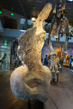 Load image into Gallery viewer, Sauropod: Argentinasaurus Vertebra cast replica Dinosaur