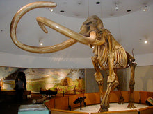 Laden Sie das Bild in den Galerie-Viewer, Mammoth: Colorful Fossil Mammoth tooth