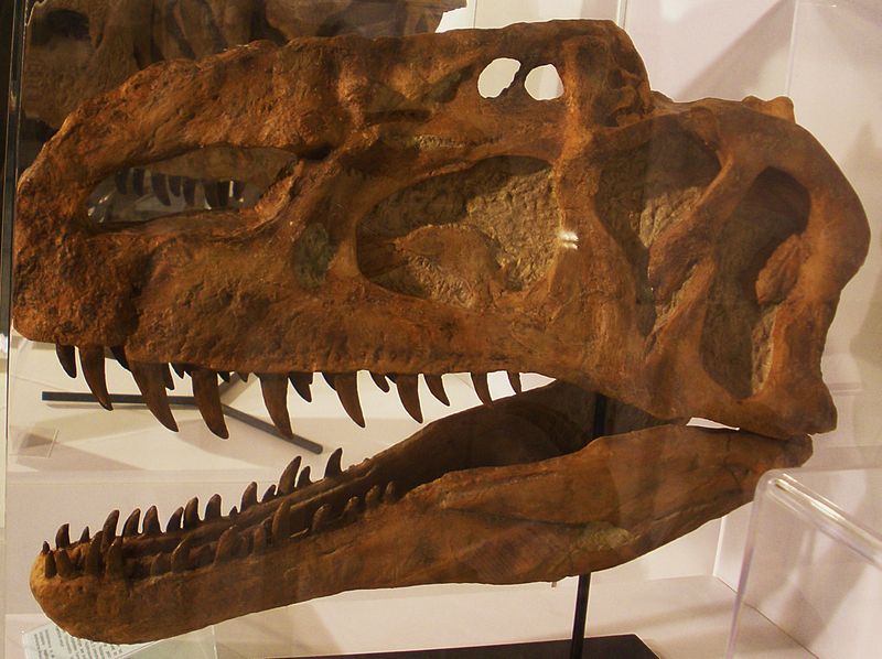 Monolophosaurus dinosaur skull cast replica #1