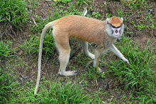 Load image into Gallery viewer, Patas Monkey death cast replica Life cast