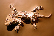 画像をギャラリービューアに読み込む, Seymouria skeleton fossil cast replica