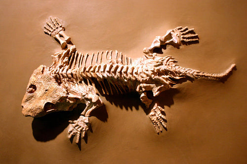 Seymouria skeleton fossil cast replica