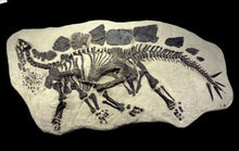 Laden Sie das Bild in den Galerie-Viewer, Stegosaurus skeleton dig panel
