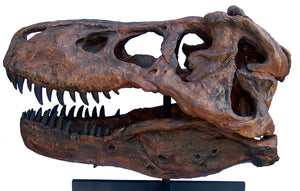 CSI T.rex skull cast replica