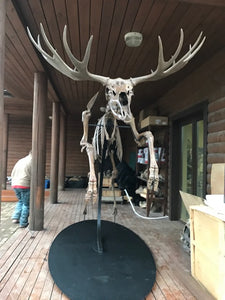Acles spelea (Pleistocene gigantic Elk)