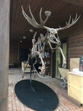 Laden Sie das Bild in den Galerie-Viewer, Acles spelea (Pleistocene gigantic Elk)