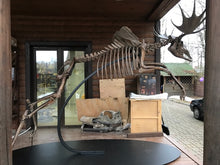 Laden Sie das Bild in den Galerie-Viewer, Acles spelea (Pleistocene gigantic Elk)