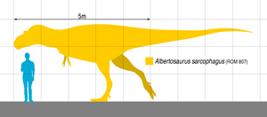 Albertosaurus Foot cast replica reproduction dinosaur fossil cast Gorgosaurus Taylor Made Fossils