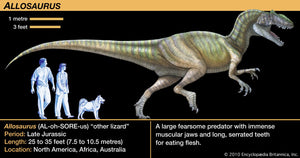 Allosaurus: Japan Allosaurus Dinosaur Fossil Tooth cast replica figure 10cm