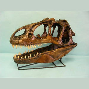 Allosaurus skull cast replica Dinosaur