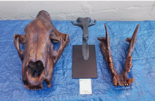 Laden Sie das Bild in den Galerie-Viewer, American Lion Skull Tapit Finish Cast Replica Reproduction