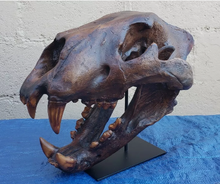 Laden Sie das Bild in den Galerie-Viewer, American Lion Skull Tapit Finish Cast Replica Reproduction (Updated 1/24)
