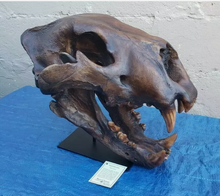 Load image into Gallery viewer, American Lion Skull Tapit Finish Cast Replica Reproduction (Updated 1/24)