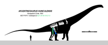 画像をギャラリービューアに読み込む, Sauropod: Argentinasaurus Vertebra cast replica Dinosaur