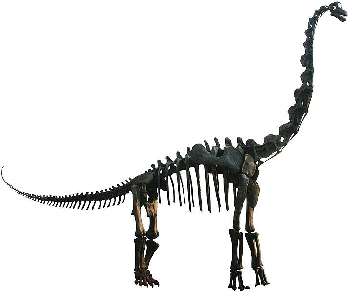 Brachiosaurus femur cast teplica