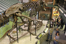 Charger l&#39;image dans la galerie, T.rex femur cast replica #1 Ivan the T-Rex