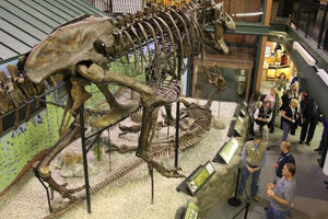 T.rex femur cast replica #1 Ivan the T-Rex