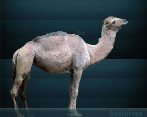 Camelops "Yesterday's Camel" skeleton cast replica