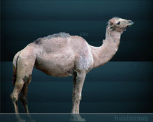 Cargar imagen en el visor de la galería, Camelops &quot;Yesterday&#39;s Camel&quot; skeleton cast replica