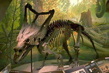 Laden Sie das Bild in den Galerie-Viewer, Chasmosaurus skeleton cast replica dinosaur