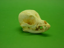 Load image into Gallery viewer, Chihuahua Dog Skull Cast Replica #2 Reproduction