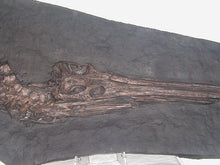 Laden Sie das Bild in den Galerie-Viewer, Crocodile: Stenosaurus bollensis fosdil crocodile cast replica 