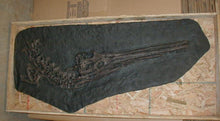 Load image into Gallery viewer, Crocodile: Stenosaurus bollensis fosdil crocodile cast replica 
