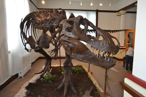 T-rex: Ivan the T.rex skeleton cast replica