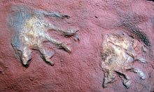 Charger l&#39;image dans la galerie, Dimetrodon Fossil Cast foot of Dimetrodon berea (Dimetropus)