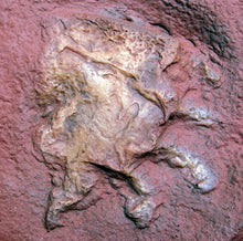 Load image into Gallery viewer, Dimetrodon Fossil Cast foot of Dimetrodon berea (Dimetropus)
