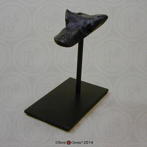 Display Stand (S-BC-132) for Cave Bear skull cast replica